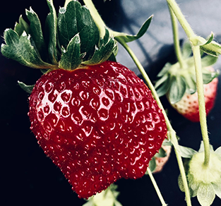 真紅の美鈴（黒いちご）