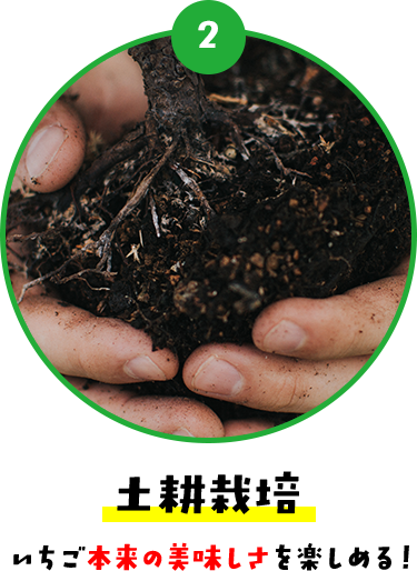 2 土耕栽培 いちご本来の美味しさを楽しめる!